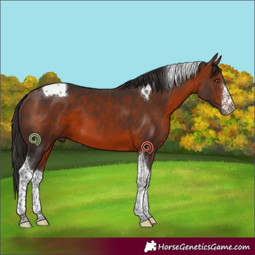Horse Color:White Spotted Bay Tobiano