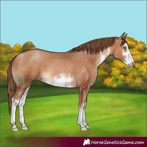 Horse Color:White Spotted Bay Pearl