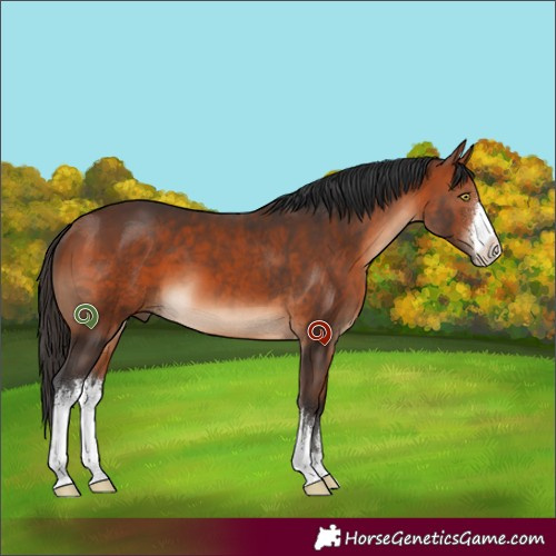 Horse Color:White Spotted Bay 