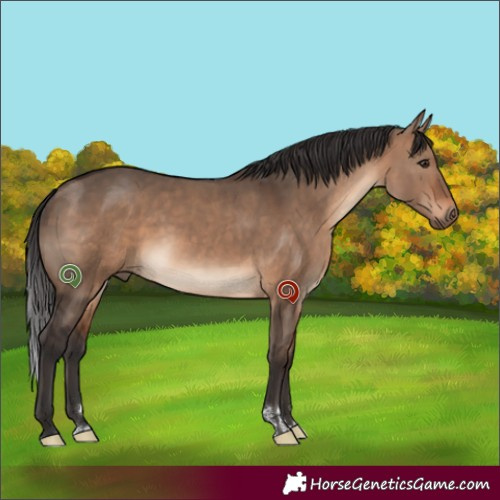 Horse Color:Brown Dun