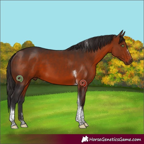 Horse Color:Bay Tobiano 