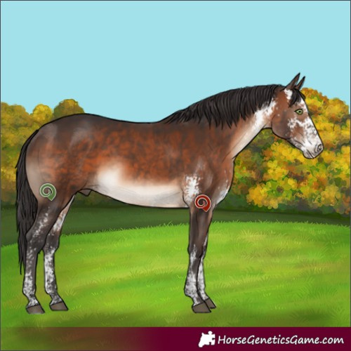 Horse Color:Brown Sabino