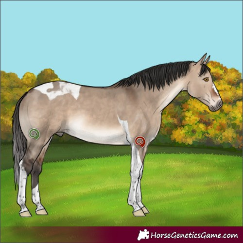 Horse Color:Brown Dun Tobiano 
