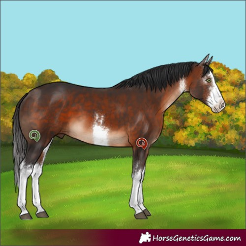 Horse Color:White Spotted Brown