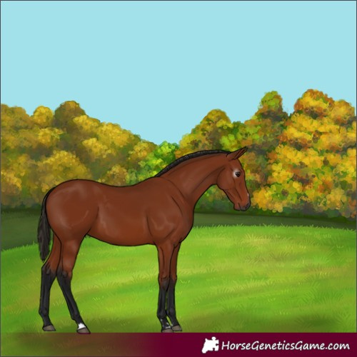 Horse Color:Gray Bay 