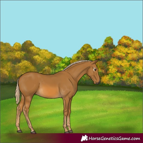 Horse Color:Gray Palomino 
