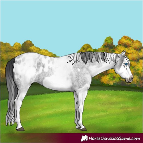 Horse Color:White Spotted Blue Roan Splash Frame Blanket 