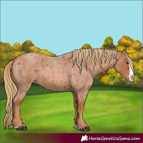 Horse Color:Red Roan Splash 