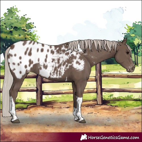 Horse Color:Silver Black Tobiano Blanket 