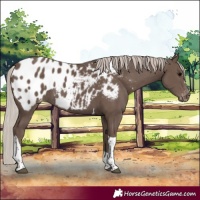 Horse Color:Silver Black Tobiano Blanket 