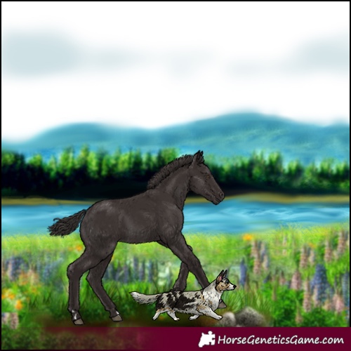 Horse Color:Liver Chestnut Rabicano