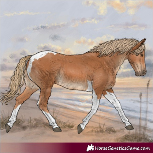 Horse Color:Chestnut Tobiano Rabicano 