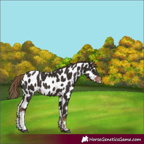 Horse Color:Liver Chestnut Tobiano Leopard 