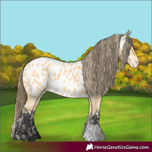 Horse Color:Palomino Appaloosa and Buckskin Appaloosa