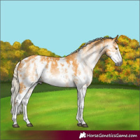 Horse Color:Gray Palomino Sabino