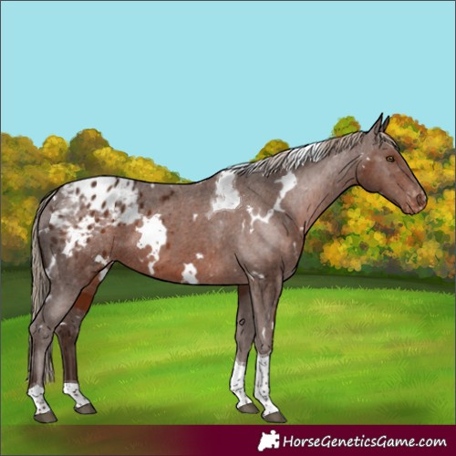 Horse Color:White Spotted Liver Chestnut Tobiano Appaloosa 