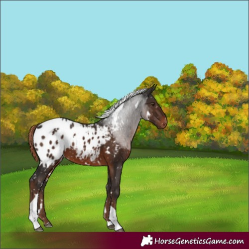 Horse Color:White Spotted Liver Chestnut Tobiano Appaloosa 
