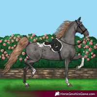 Horse Color:Liver Chestnut Tobiano Appaloosa