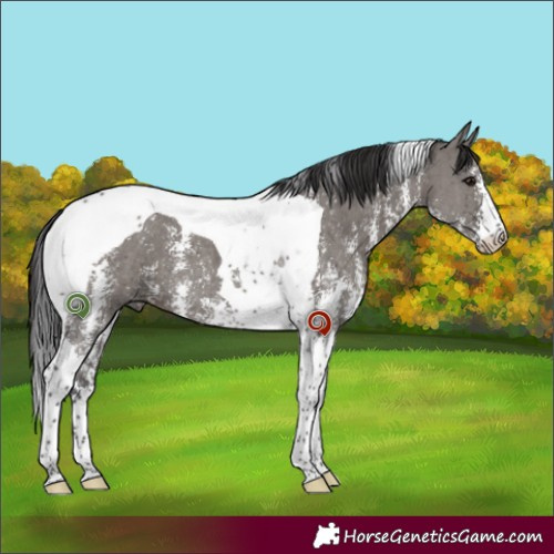 Horse Color:Smoky Grullo Sabino Tobiano 