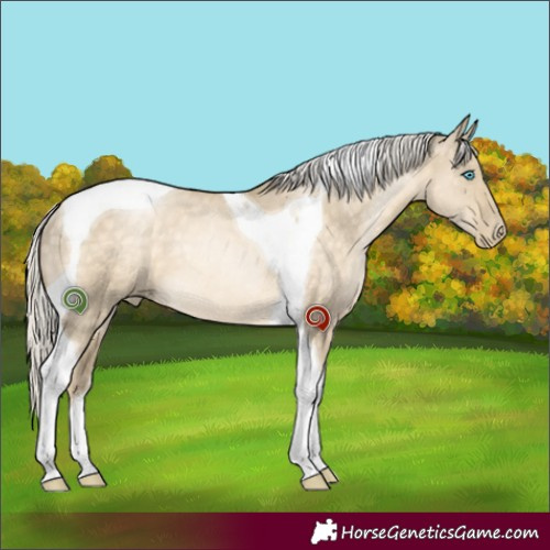 Horse Color:Silver Buckskin Pearl Dun Tobiano Rabicano 