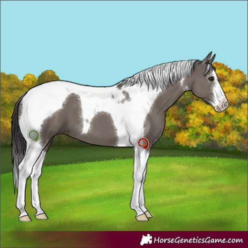 Horse Color:White Spotted Smoky Grullo Tobiano