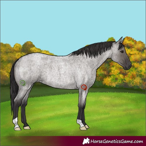 Horse Color:Smoky Grullo Roan Rabicano 