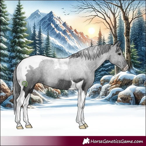 Horse Color:Black Tobiano Rabicano 