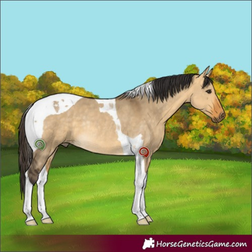 Horse Color:Buckskin Dun Tobiano Rabicano 