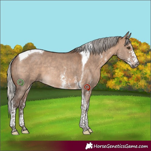 Horse Color:Silver Brown Dun Sabino Tobiano Rabicano