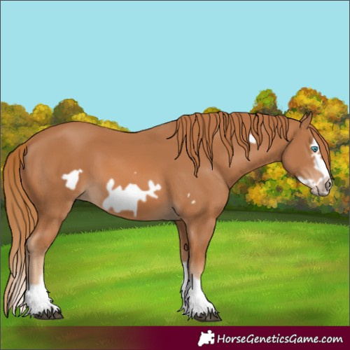 Horse Color:Chestnut Splash Frame 