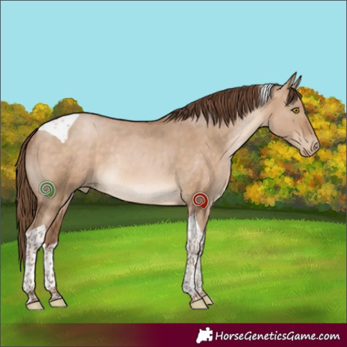 Horse Color:Brown Pearl Dun Tobiano Rabicano 
