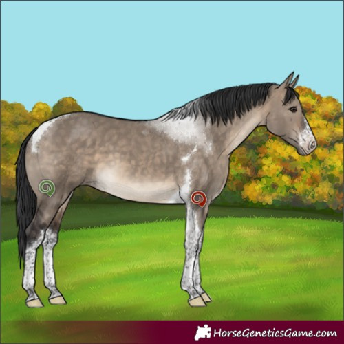 Horse Color:White Spotted Brown Dun Tobiano