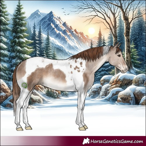 Horse Color:Liver Red Dun Tobiano Rabicano 