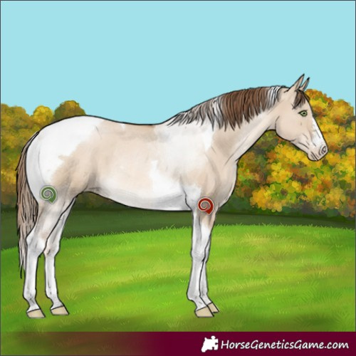 Horse Color:Liver Red Dun Pearl Tobiano Rabicano 