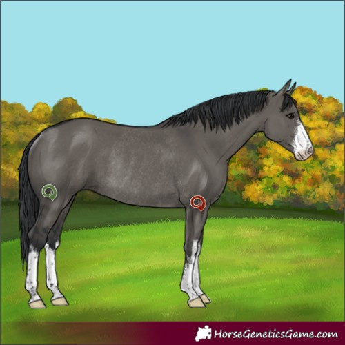 Horse Color:White Spotted Grullo Rabicano