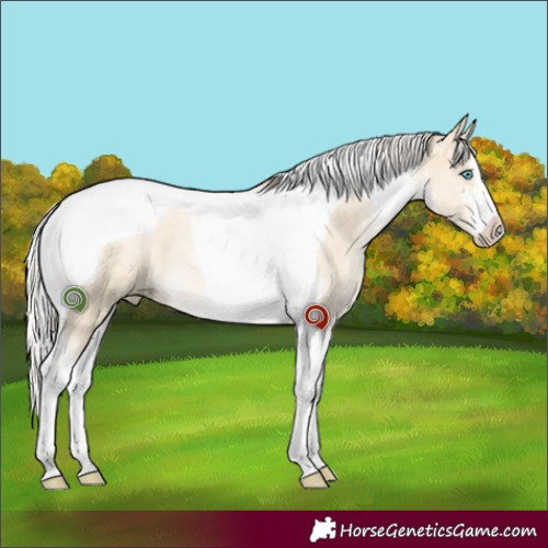 Horse Color:White Spotted Silver Buckskin Pearl Dun Tobiano 