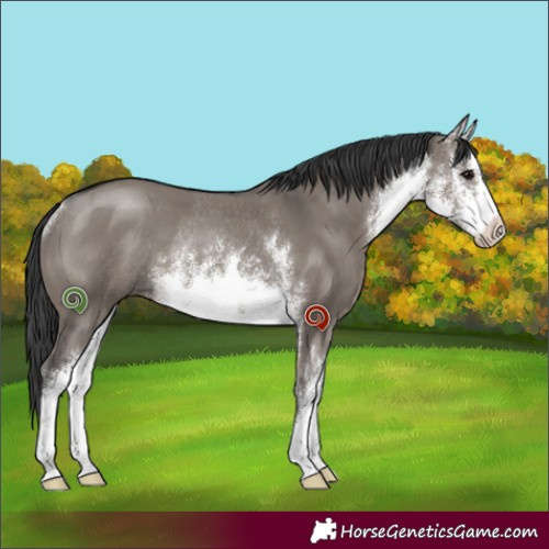 Horse Color:White Spotted Grullo Rabicano