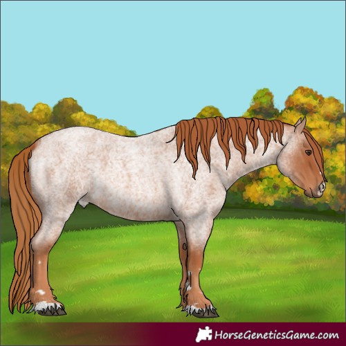 Horse Color:Red Roan 