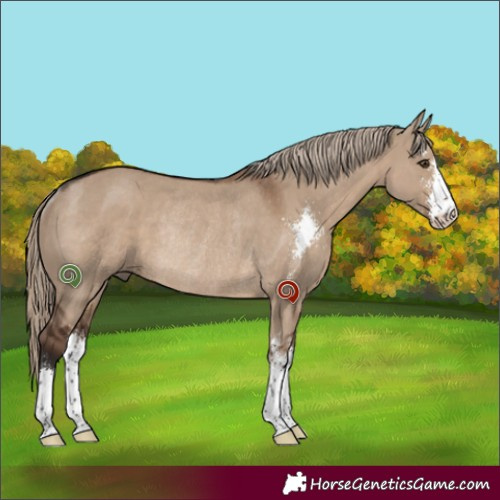 Horse Color:Liver Red Dun Sabino Rabicano