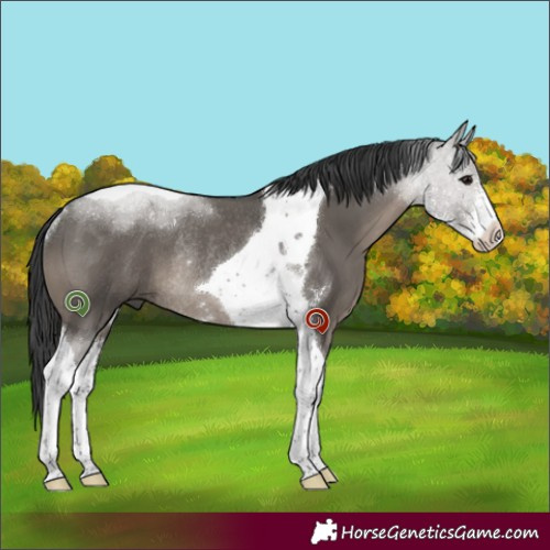 Horse Color:Grullo Sabino Tobiano Rabicano