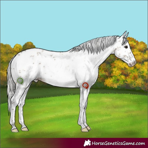 Horse Color:White Spotted Silver Grullo Sabino Rabicano 