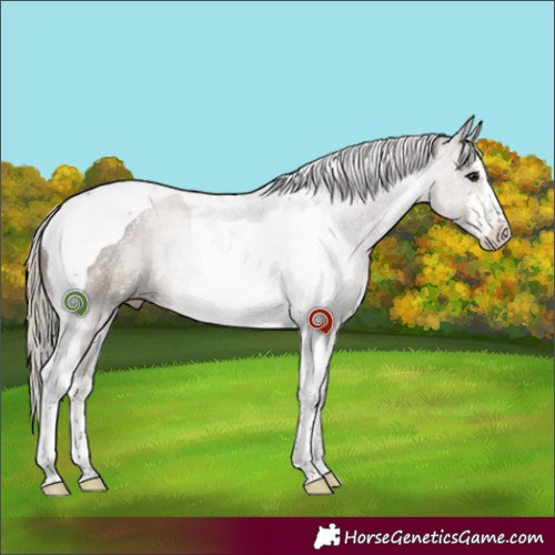 Horse Color:White Spotted Silver Grullo Tobiano Rabicano