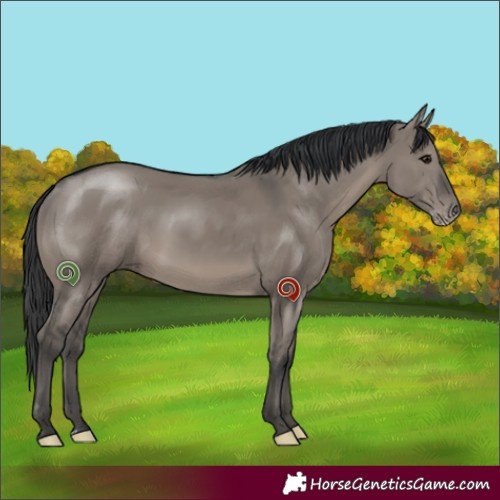 Horse Color:Grullo Sabino Rabicano 