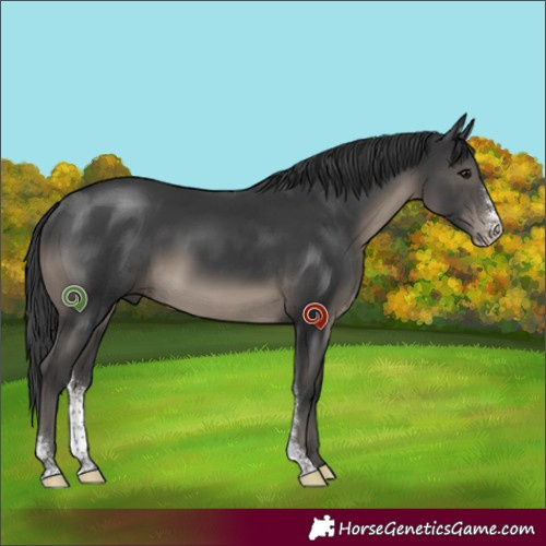 Horse Color:Black Sabino