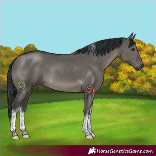 Horse Color:White Spotted Grullo Tobiano