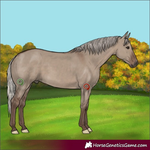 Horse Color:Silver Grullo 