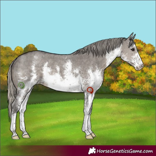 Horse Color:White Spotted Silver Smoky Grullo Sabino Rabicano 
