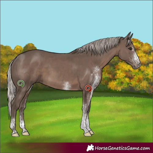 Horse Color:White Spotted Silver Black 