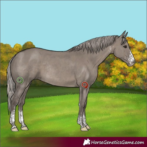 Horse Color:Silver Grullo Sabino Rabicano