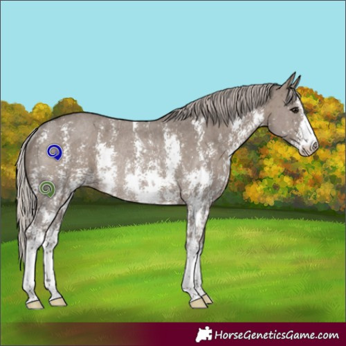 Horse Color:Silver Grullo Sabino Rabicano